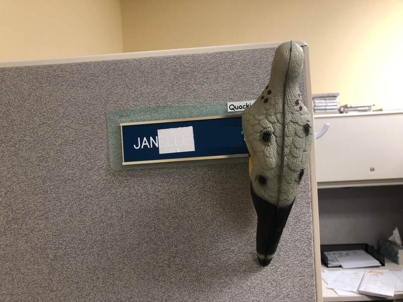 Illustration for article titled I got a bird for my cubicle, now all my coworkers have themÂ